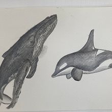 Mi proyecto del curso: Técnicas de ilustración naturalista: ballenas en acuarela. Un progetto di Belle arti, Pittura, Pittura ad acquerello e Illustrazione naturalistica di jr_osuna - 18.02.2024