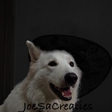 Foto witte herder met hoed. Fine-Art Photograph, Photograph, and Fine Arts project by Elisa Soselisa - 02.01.2024