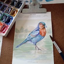 Meu projeto do curso: Ilustração naturalista de aves com aquarela . Ilustrație tradițională, Pictură în acuarelă, Desen realist & Ilustrație naturalistă de alinepasqualini - 02.19.2024