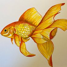 Goldie. Projekt z dziedziny Trad, c i jna ilustracja użytkownika Kathrin W. - 20.02.2024