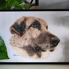 Mi proyecto del curso: Retratos de Mascotas en Lápices de Colores. Traditional illustration, and Naturalistic Illustration project by Irene Pérez Hualde - 02.11.2024