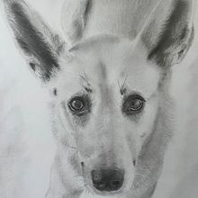 Pet Portraits. Portrait Drawing project by VINCE SCHOONOVER - 02.21.2024