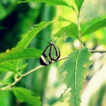 Butterfly. Photograph project by Andrea Cay - 02.21.2024
