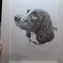 Commission for a friend, Cooper the Springer Spaniel x2. Desenho a lápis, Desenho, Desenho realista, Desenho artístico, e Desenho de retrato projeto de Lisa Dunne - 22.12.2023