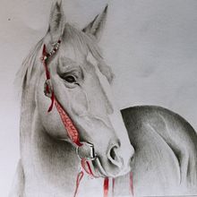 Il mio progetto del corso: Immagini realistiche della fauna in matita grafite Ein Projekt aus dem Bereich Bildende Künste, Bleistiftzeichnung, Zeichnung, Realistische Zeichnung und Naturalistische Illustration von benellialessia - 23.02.2024