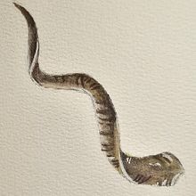 My project for course: Watercolor Illustration: Painting Realistic Wildlife. Fine Arts, Painting, Watercolor Painting, and Naturalistic Illustration project by fionageorge - 03.02.2024