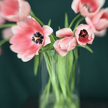My project for course: Botanical Still Life Photography. Un projet de Photographie de produits, Photographie artistique, Photographie lifest , et le de Diana Ichim - 03.03.2024