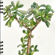 Mon projet du cours : Carnet de croquis botanique : une approche méditative. Un projet de Illustration traditionnelle, Esquisse , Dessin, Aquarelle, Illustration botanique , et Carnet de croquis de scarolang - 03.03.2024