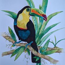 Toucan. Watercolor Painting, Painting, and Artistic Drawing project by Hélène Hélène Castonguay - 02.02.2022