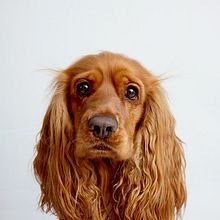 Mi proyecto del curso: Introducción a la fotografía de perros. Projekt z dziedziny Fotografia, Fotografia portretowa, Fotografia stud, jna, Fotografia dokumentalna,  Fotografia lifest, le i Fotografia wnętrz użytkownika Andii Alberts - 01.03.2024