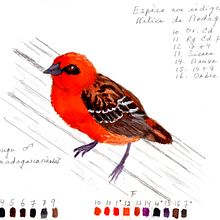 My project for course: Illustrated Travel Sketchbook: Recording Nature. Un progetto di Disegno a matita, Disegno, Pittura ad acquerello, Sketchbook e Illustrazione naturalistica di Denise DESENEPART - 04.03.2024