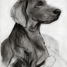 Mein Abschlussprojekt für den Kurs: Tiere zeichnen mit Kohle und Tusche. Fine Arts, Drawing, Ink Illustration, and Naturalistic Illustration project by Villy Takeva - 03.05.2024