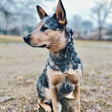 Mi proyecto del curso: Fotografía lifestyle de perros . Fotografie, Fotografie portret, Instagram Fotografie, Fotografie documentară și Fotografii de stil de viață de Maria Jose Quintero - 03.04.2024