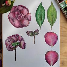 Il mio progetto del corso: Illustrazione botanica con acquerello. Un progetto di Illustrazione tradizionale, Belle arti, Pittura, Disegno, Pittura ad acquerello e Illustrazione botanica di Stefania Neri - 07.03.2024