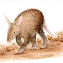 Cerdo hormiguero (Orycteropus afer). Watercolor Painting, Naturalistic Illustration, Traditional illustration, and Realistic Drawing project by lorena_romero - 03.06.2024