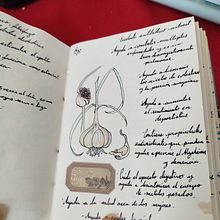 Mi proyecto del curso: Cuaderno botánico en acuarela. Projekt z dziedziny Trad, c, jna ilustracja, Malowanie akwarelą, R, sunek botaniczn i Sketchbook użytkownika Michelle Rosas - 09.03.2024