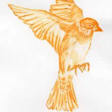 Mi proyecto del curso: Técnicas experimentales de acuarela para principiantes . % Daniel Ortiz tarafından hazırlanan Geleneksel illüstras, on, Güzel sanatlar, Sulubo, a Resim, Doğalcı İllüstras, Ve on projesi - 03.10.2024