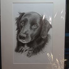 Dog Portrait with matt graphite on hot pressed water colour paper. Ilustração tradicional, Desenho, Desenho de retrato, Desenho realista, Desenho artístico, Desenho anatômico, Desenho a lápis e Ilustração naturalista projeto de Lisa Dunne - 10.03.2024