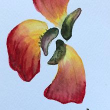 Meu projeto do curso: Aquarela floral: conecte-se com a natureza . Ilustrație tradițională, Pictura, Pictură în acuarelă & Ilustrație botanică de Tereza Karam - 03.10.2024