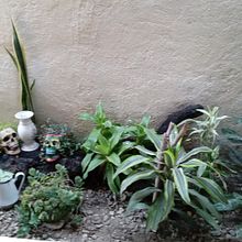 Mi proyecto del curso: Diseño de espacios verdes para tu casa. Paisagismo, Design floral e vegetal, e Design de espaços projeto de NORMA ALICIA MARQUEZ DE LA CRUZ - 06.03.2024