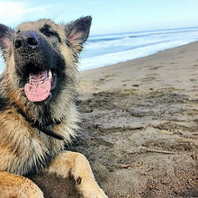 Practica Fotografia Animal (Mis mascotas jajaja). Un proyecto de Fotografía y Fotografía con móviles de Bastian Alvarado - 12.03.2024