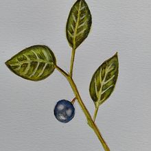 Mi proyecto del curso: Ilustración botánica con acuarela . % Marta Fernández tarafından hazırlanan Geleneksel illüstras, on, Güzel sanatlar, Tablo, Çizim, Sulubo, a Resim, Botanik İllüstras, Ve on projesi - 03.12.2024