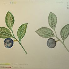 Mi proyecto del curso: Ilustración botánica con acuarela. Un proyecto de Ilustración tradicional, Bellas Artes, Pintura, Dibujo, Pintura a la acuarela e Ilustración botánica de praga_1 - 12.03.2024