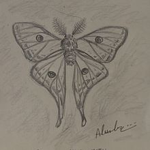 Spanish Moon Moth , "isabellae" . Een project van Traditionele illustratie van Alexandra Galvan Salido - 11.12.2023