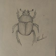 Trypocopris Vernalis Beetle, "the shinning beetle". Een project van Traditionele illustratie van Alexandra Galvan Salido - 09.12.2023