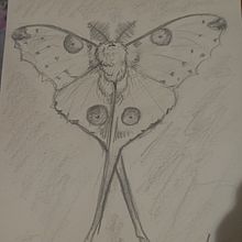 Madagascar Comet Moth , "Comet Moth". Een project van Traditionele illustratie van Alexandra Galvan Salido - 16.12.2023