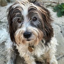 My project for course: Realistic Pet Portraits with Oil Painting. Fine Arts, Painting, Oil Painting, and Naturalistic Illustration project by ajthrelfall - 03.14.2024