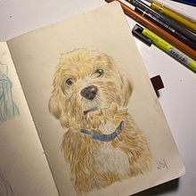 Mi proyecto del curso: Retratos de Mascotas en Lápices de Colores Ein Projekt aus dem Bereich Traditionelle Illustration und Naturalistische Illustration von Desiree Balsera - 14.03.2024