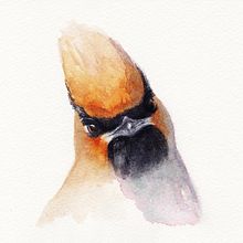 Bohemian Waxwing. Un proyecto de Pintura a la acuarela de Jamie - 10.11.2023
