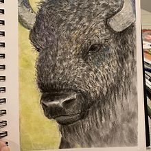 Pan Pastel Bison. Painting, and Realistic Drawing project by Sarah Mullins - 03.17.2024