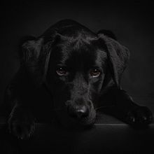Il mio progetto del corso: Introduzione alla fotografia di cani. Photograph, Portrait Photograph, Studio Photograph, Documentar, Photograph, Lifest, le Photograph & Interior Photograph project by Sabrina tarantino - 03.17.2024