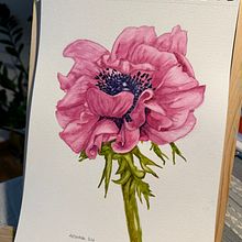 Acquarello botanico anemone. Un progetto di Pittura di Alessandra Roncagliolo - 02.03.2024