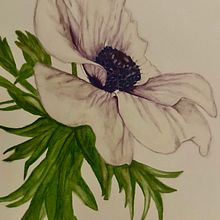 Acquarello botanico anemone. Un progetto di Pittura di Alessandra Roncagliolo - 07.03.2024
