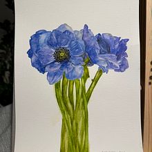 Acquarello botanico anemoni. Un progetto di Pittura di Alessandra Roncagliolo - 16.03.2024