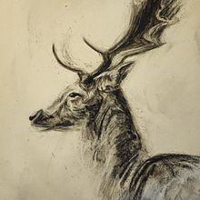 Mon projet du cours : Illustration d'animaux au fusain et à l'encre. Fine Arts, Drawing, and Naturalistic Illustration project by Kevin Candusso - 03.18.2024