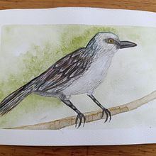 Mi proyecto del curso: Ilustración naturalista de aves con acuarela. Traditional illustration, Watercolor Painting, Realistic Drawing, and Naturalistic Illustration project by Diana Ochoa - 03.18.2024