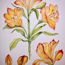 Acuarela botánica: ilustra la anatomía de las flores. Traditional illustration, Fine Arts, Painting, Drawing, Watercolor Painting, and Botanical Illustration project by Yazk Barrera - 03.17.2024
