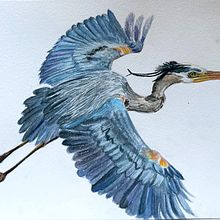 Mon projet du cours : Illustration naturaliste d'oiseaux à l'aquarelle. Un projet de Illustration traditionnelle, Aquarelle, Dessin réaliste et Illustration naturaliste de scarolang - 19.03.2024