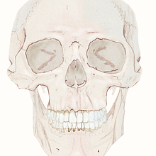 My project for course: Intro to Anatomy Drawing with Graphite Pencil . Arte plastice, Desen în creion, Desen, Desen realist și Figura Desen de hawa_ngalim - 03.19.2024