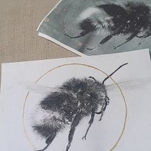 Bumblebee in Charcoal. Traditional illustration project by Michelle Harvey - 03.20.2024
