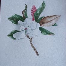 Mon projet du cours : Illustration botanique à l’aquarelle. Un projet de Illustration traditionnelle, Beaux Arts, Peinture, Dessin, Aquarelle et Illustration botanique de gigilarose - 20.03.2024