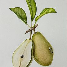 Meu projeto do curso: Ilustração botânica realista: entre em contato com a natureza. Projekt z dziedziny  Malarstwo, Malowanie akwarelą, R, sunek botaniczn, Ilustracja naturalist i czna użytkownika CLARICIA PARREIRA MARTINS - 22.03.2024