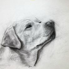 My project for course: Animal Illustration with Charcoal and Ink . % Emma B tarafından hazırlanan Güzel sanatlar, Çizim, Mürekkep İllüstras, onu, Doğalcı İllüstras, Ve on projesi - 03.17.2024