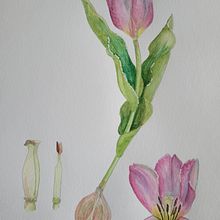 Mon projet du cours : Aquarelle botanique : illustrez l’anatomie des fleurs. Een project van Traditionele illustratie,  Beeldende kunst, Schilderij,  Tekening, Aquarelschilderen y  Botanische illustratie van Michelle Guay - 22.03.2024
