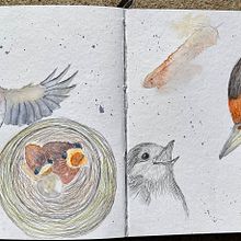 Mein Abschlussprojekt für den Kurs: Naturalistische Aquarellillustration von Vögeln. Traditional illustration, Watercolor Painting, Realistic Drawing, and Naturalistic Illustration project by Susanne Taudte - 03.23.2024