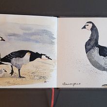 Mein Abschlussprojekt für den Kurs: Naturalistische Aquarellillustration von Vögeln. Un projet de Illustration traditionnelle, Aquarelle, Dessin réaliste et Illustration naturaliste de Kerstin - 24.03.2024